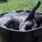 Il bagno dell’orso bruno: “Takoda” si diverte e si rilassa nella vasca