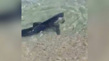 Privato: Pending – Youtube Automatic