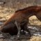 Canada, cavallo resta intrappolato nel fango: salvato
