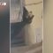 Trentino, l’orso si arrampica sul balcone