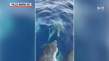 Privato: [ID: 2CPpNF_82tw] Youtube Automatic