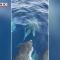 Reggio Calabria, giro in barca… con i delfini