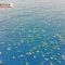 Australia, lo spettacolare “mare di tartarughe”