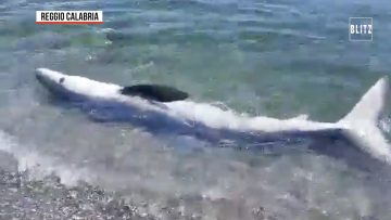 Privato: [ID: OyFQPb14p_o] Youtube Automatic