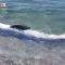 Squali nello Stretto di Messina, si moltiplicano gli avvistamenti sulle coste