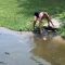 Usa, follia allo zoo: donna nel recinto degli alligatori per recuperare il portafoglio