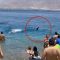 Israele, squalo vicino alla riva: il terrore dei bagnanti