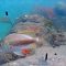 Miami, le meravigliose immagini della barriera corallina in diretta 24 ore su 24