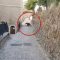 Abruzzo, mamma orsa e quattro cuccioli a spasso per il paese