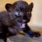 La cucciola di pantera nera è senza un nome: il web si mobilita