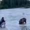 Sfida tra un pescatore e un orso per un salmone: chi avrà la meglio?