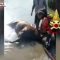 Cavallo cade nel fiume Piave, le spettacolari immagini del salvataggio