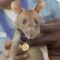 Megawa, il ratto “eroe” premiato per il suo coraggio e senso del dovere
