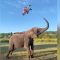Elephantboy : il giovane addestratore conquista il web con le sue acrobazie