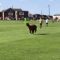 Invasione di campo a sorpresa: un alpaca interrompe una partita di calcio