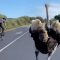 Sud Africa, strano compagno di pedalata: uno struzzo “sfida” un gruppo di ciclisti
