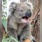 Australia, se pensate che i koala siano sempre dolci e coccolosi…