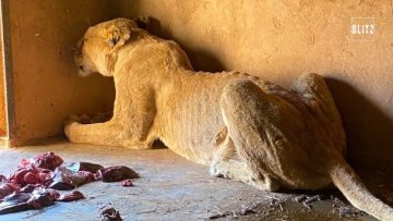 Privato: [ID: M5wrxcaKdNk] Youtube Automatic