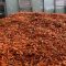 Londra, tonnellate di carote in strada: la strana “opera” di uno studente