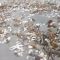 Russia, disastro ecologico in Kamchatka: morte migliaia di stelle marine e granchi