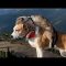 Henry e Baloo, quando cane e gatto vanno d’amore e d’accordo