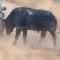 Sudafrica, incontro spaventoso durante un safari: bufalo si schianta contro jeep piena di turisti