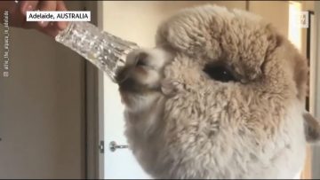 Privato: [ID: v5MWINFbj_8] Youtube Automatic