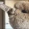 Alfie, l’alpaca di Adelaide diventato star di Instagram
