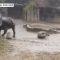 Come un equilibrista: il baby rinoceronte “acrobata” nel fango