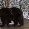 Romania, orso torna in libertà dopo 20 anni: nella foresta continua a girare in tondo