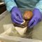 Fiocco rosa allo Zoo di Philadelphia: è nata Quý Báu