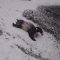 Scivolando sulla neve, i panda si divertono come bimbi