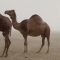 Tempesta nel deserto in Arabia Saudita: i cammelli si “rassegnano” alla pioggia