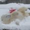 Il “vero amore” dell’orso polare Blizzard? La neve