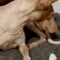 Cane vs gatto? No! A San Valentino scatta la tregua