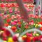 In Italia come in Olanda: riaprono i campi di tulipani e la primavera è un’esplosione di colori