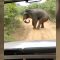 Sri Lanka, inseguito dai turisti: l’elefante “si ribella”