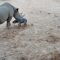 I primi passi della piccola rinoceronte