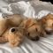 Sogni d’oro: il dolce riposino dei Golden Retrievers