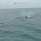 Da Ponza a Fiumicino: avvistata di nuovo la balena grigia
