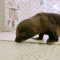 Ecco Birubi, il tenerissimo cucciolo di foca
