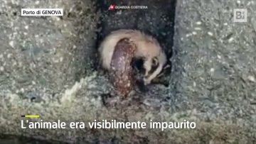 Privato: [ID: hVHig76pPJE] Youtube Automatic