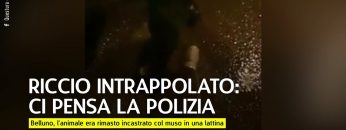 Privato: [ID: Aaugy78p_PA] Youtube Automatic
