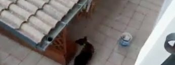 Privato: [ID: ChuZNP-ZGnE] Youtube Automatic