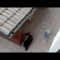 Privato: [ID: ChuZNP-ZGnE] Youtube Automatic