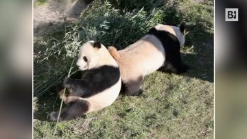 Privato: [ID: e5zi44HA6pA] Youtube Automatic