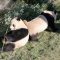 Ecco perché i panda sono a rischio estinsione