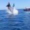 L’orca sperona il delfino durante la caccia, il salto è spettacolare