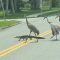 Florida, alligatore attraversa la strada inseguito da tre gru