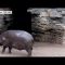 Il baby ippopotamo ha voglia di giocare